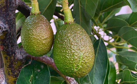 fertilizacion de un arbol de aguacate