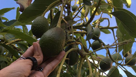 fertilizacion en arboles de aguacate