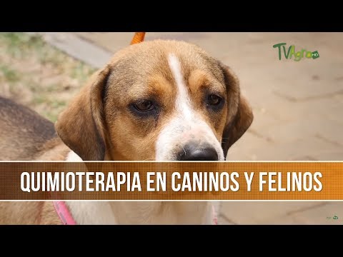 Características de la Quimioterapia en Caninos y Felinos