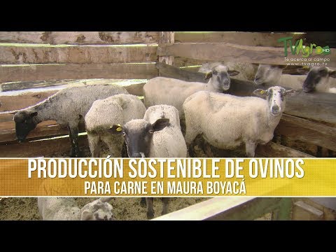 Que es la Producción Sostenible de Ovinos para Carne