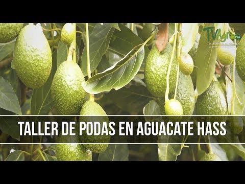 bioestimulacion en cultivos de aguacate