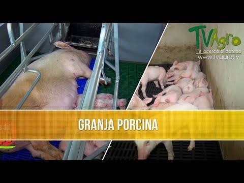 Como Comenzar una Granja Porcina