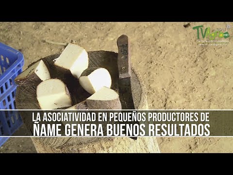 Como Generar Buenos Resultados en el Cultivo de Ñame