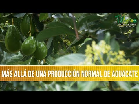 Como y En que Momento Hacer la Poda en el Aguacate