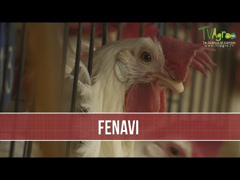 Fenavi: Federación Nacional de Avicultores de Colombia