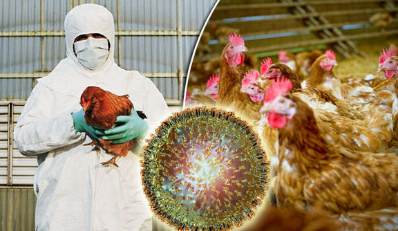 Influenza aviar H5N1 (gripe aviar)