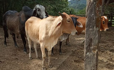 principales sintomas de la brucelosis en el ganado bovino