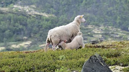 produccion de ovinos u ovejas para carne