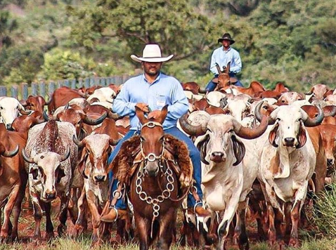 a que edad destetar un ternero becerro ganado bovino