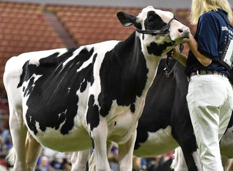 gusanos parasitos en ganado bovino