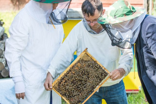 alquiler de abejas