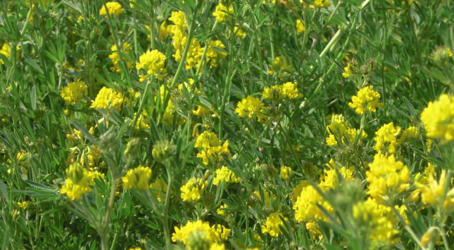 causas de la alfalfa amarilla