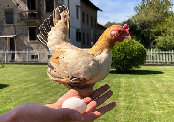 a que horas las gallinas ponen huevos