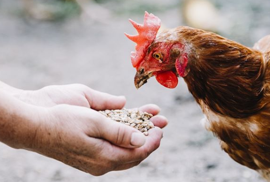 las gallinas ponedoras tienen zarzas