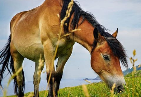 caballo se tropieza con patas delanteras