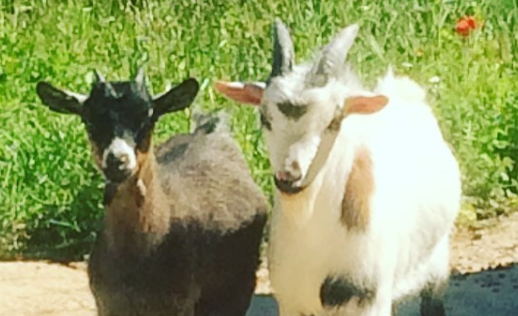 cabras como mascotas