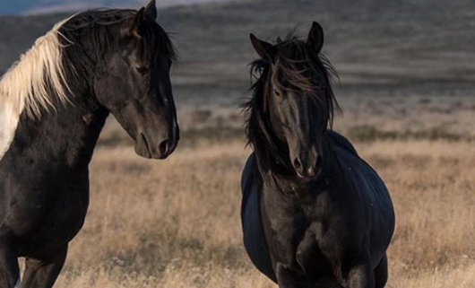 cola de caballo información y datos importantes